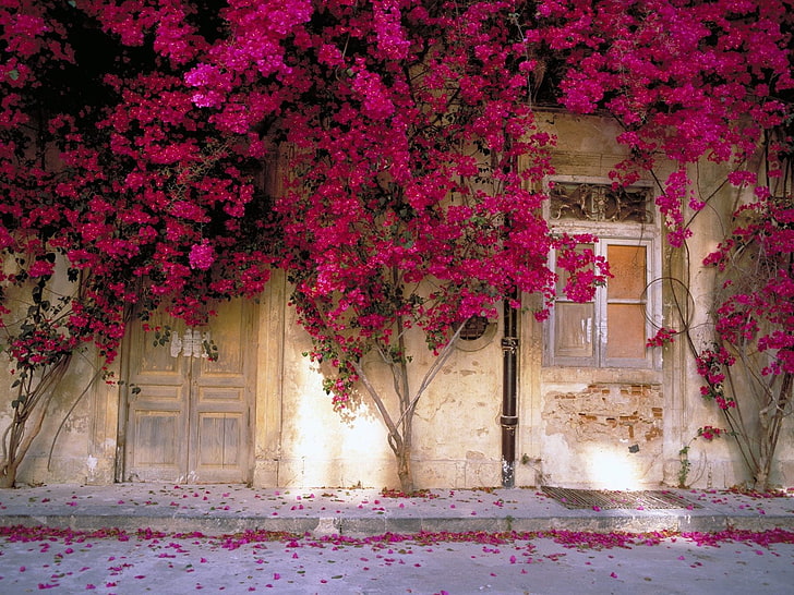 fleurs de bougainvilliers roses, fleurs, mur, fenêtre, Fond d'écran HD