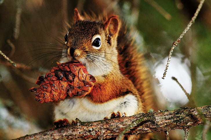 Eichhörnchen essen, braunes Eichhörnchen, Squittel, Kiefer, Natur, Tier, Tiere, HD-Hintergrundbild