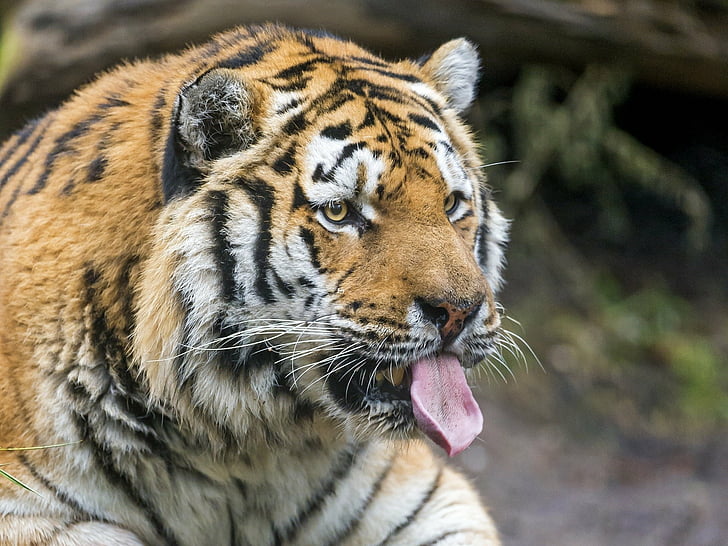 cat, face, predator, tiger, tongue, wild, HD wallpaper