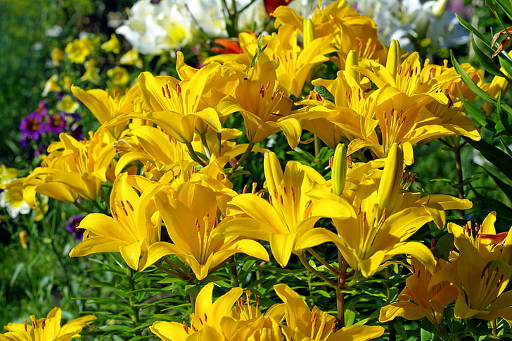 Sommer, Blumen, Natur, Lilie, Schönheit, Pflanzen, Staubblätter, Stempel, Flora, Gelb, Knollen, HD-Hintergrundbild
