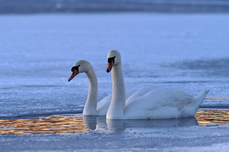 two white srans, swan, swim, winter, HD wallpaper
