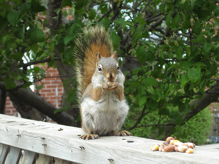 Écureuil mangeant des noix, écureuil roux, écureuil roux, Écureuil roux, mangeant, noix, animaux, faune, mignon, bébé, animal, extérieur, écureuils, fourrure, nature, mammifère, écureuil, rongeur, brun, duveteux, à l'extérieur, Fond d'écran HD