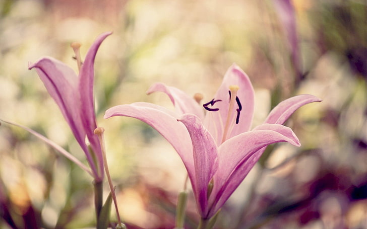 pink petaled flowers, lily, flower, white, pink, HD wallpaper