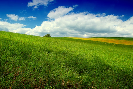 zielone pole trawy pod białymi cumulusami, smagane wiatrem, zielona trawa, pole, białe, chmury cumulusowe, Pensylwania, Columbia County, Mount Pleasant Township, turystyka, krajobraz, łąka, wzgórza, niebo, stratocumulus, wiosna, creative commons, natura, scena wiejska rolnictwo, trawa, lato, kolor zielony, na dworze, wzgórze, wylądować, niebieski, gospodarstwo rolne, chmura - niebo, scenics, roślina, wiosna, pastwisko, krajobrazowy, nie-miejska scena, Tapety HD HD wallpaper