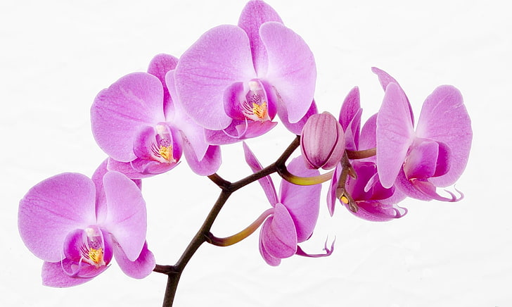 pink orchids, orchid, flower, twig, close-up, HD wallpaper