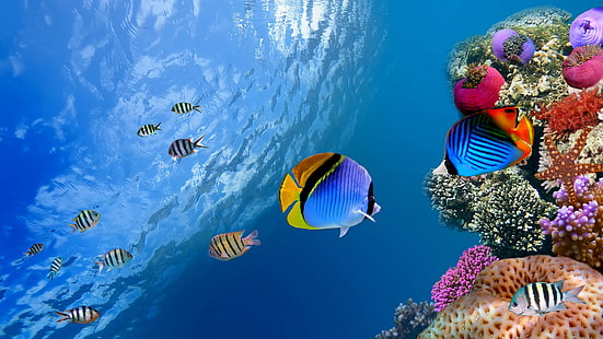 récifs coralliens fonds d'écran hd, Fond d'écran HD HD wallpaper