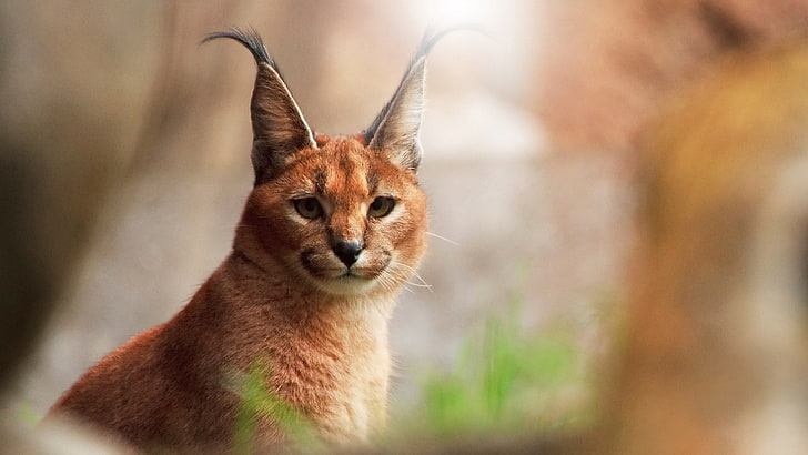 images of an orange lynx cat, HD wallpaper