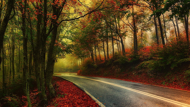 gray road in between trees wallpaper, nature, photography, landscape, mist, road, fall, morning, leaves, trees, HDR, Greece, HD wallpaper