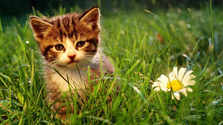 gato, flores, animales, hierba, Fondo de pantalla HD