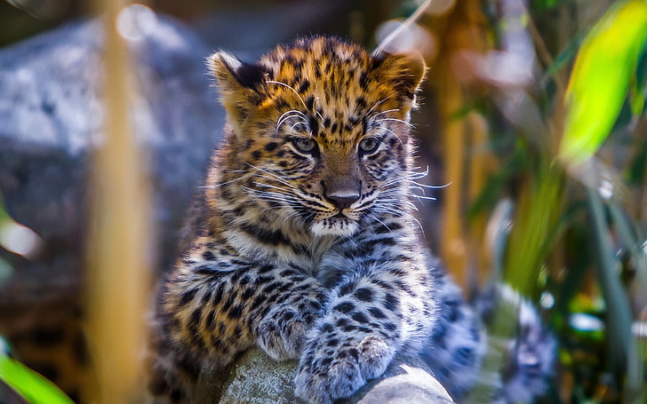 leopard baby look predator-HD Desktop Wallpaper, brown and black tiger, HD wallpaper
