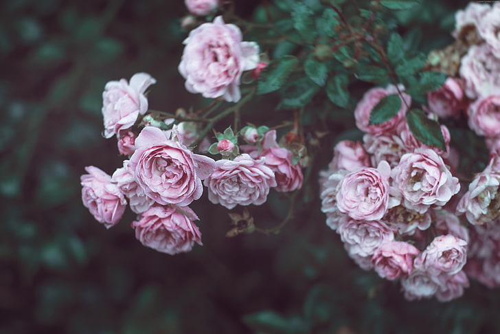 flowers, Roses, 4k, pink, 8k, HD wallpaper