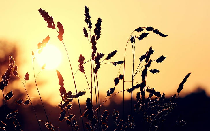 natura, piante, fotografia, profondità di campo, tramonto, Sfondo HD