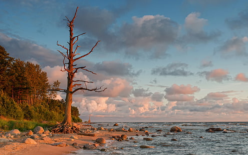 дърво, бряг, Балтийско море, Латвия, HD тапет HD wallpaper