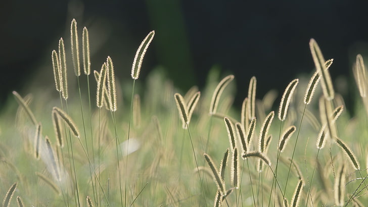 selektywna fotografia ostrości zielonego pola trawy, kłosków, przyrody, roślin, Tapety HD