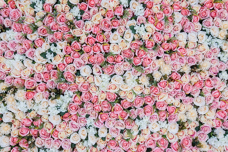 pink and white rose flower field, flowers, background, roses, pink, buds, bud, HD wallpaper