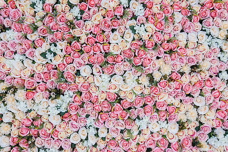 ทุ่งดอกกุหลาบสีชมพูและสีขาว, ดอกไม้, พื้นหลัง, กุหลาบ, ชมพู, ตา, ดอกตูม, วอลล์เปเปอร์ HD HD wallpaper