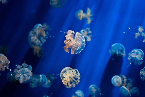 medusas grises, medusas, bajo el agua, animales, peces, Fondo de pantalla HD HD wallpaper
