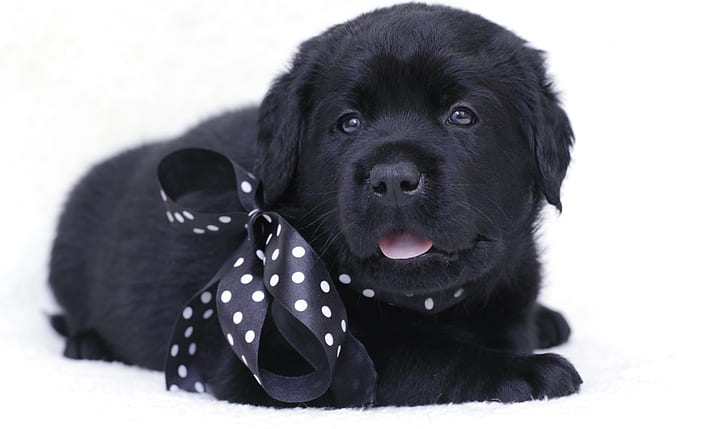black, puppy, bow, Labrador, HD wallpaper
