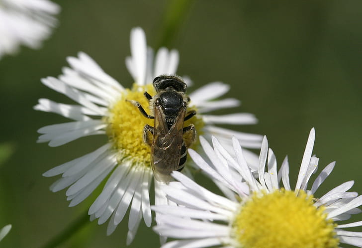 Honey Bee uppflugen på vit blomma, Honey Bee, vit blomma, makro, insekt, insekt, bi, natur, blomma, pollinering, pollen, närbild, honung, sommar, djur, utomhus, växt, gul, kronblad, vår, grön Färg, HD tapet