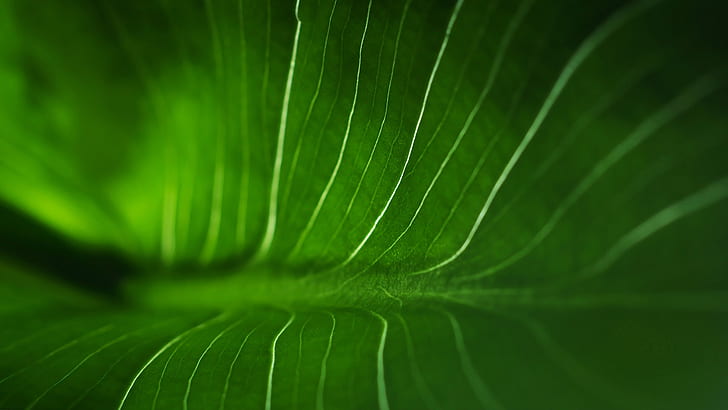 Daun Makro Hijau HD, alam, makro, hijau, daun, Wallpaper HD
