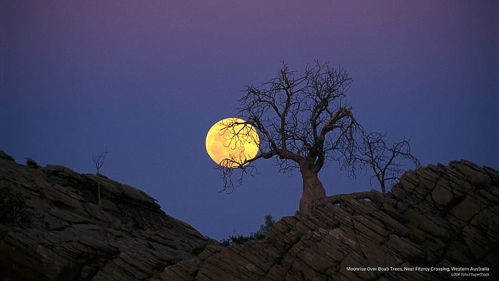 Moonrise Over Boab Trees, Near Fitzroy Crossing, Western Australia, Oceania, HD wallpaper