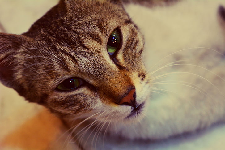 коричневый полосатый кот лежит на белой поверхности, кошка, кошачьи глаза, HD обои