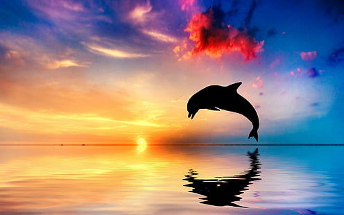 Salto con i delfini, salto con i delfini, silhouette, oceano, riflesso, tramonto, Sfondo HD HD wallpaper