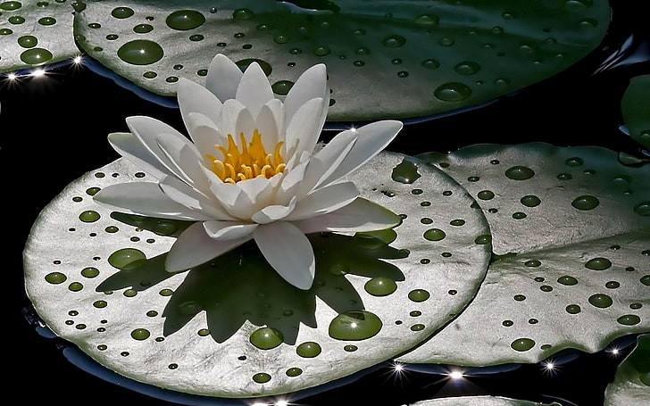 flor de lirio de agua blanca, lirio de agua, verde, gotas, agua, resplandor, Fondo de pantalla HD