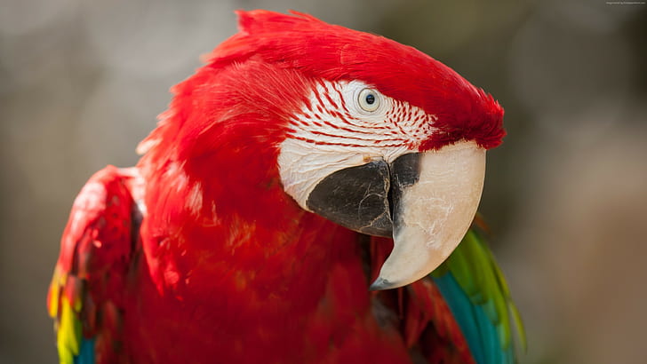 Macaw parrot, red, tropical bird, HD wallpaper
