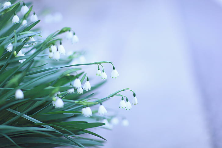 زهور الثلج ، زهرة ندفة الثلج الصيفية البيضاء ، الزهور ، قطرات الثلج، خلفية HD