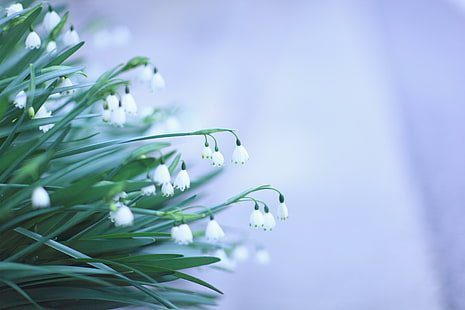 Snowdrops flores, flor de floco de neve de verão branco, flores, snowdrops, HD papel de parede HD wallpaper