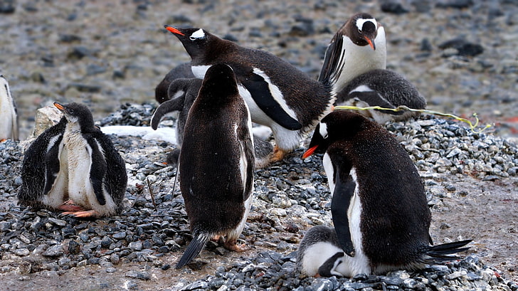 สัตว์ธรรมชาตินกเพนกวินนก, วอลล์เปเปอร์ HD