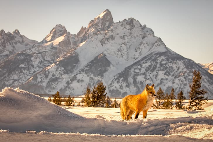 winter, snow, landscape, mountains, nature, animal, Fox, Wyoming, USA, national Park, Grand Teton, Grand Tetons, HD wallpaper