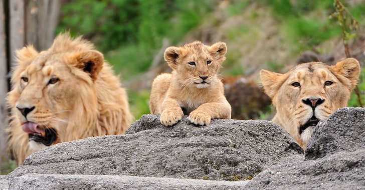 brown lion and lioness, lions, family, cub, face, predators, HD wallpaper