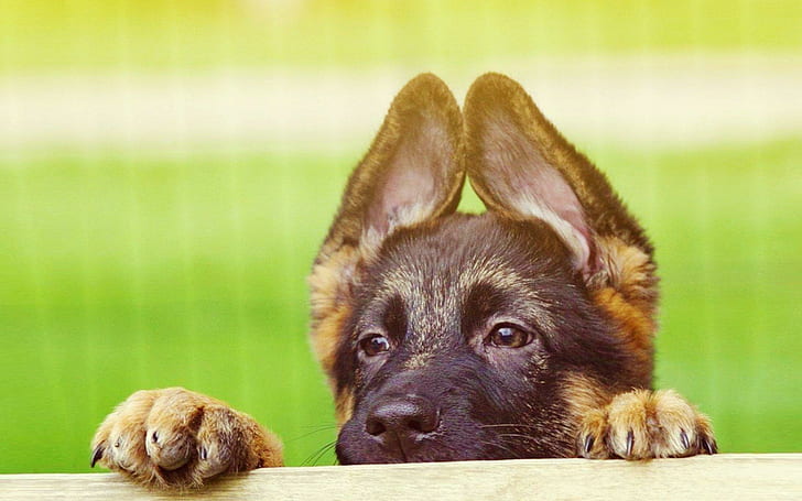 Big Ears Dog, puppy, friend, loyal, animal, animals, HD wallpaper