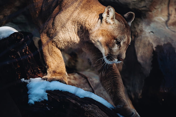 brown animal, predator, Puma, wild cat, mountain lion, Cougar, HD wallpaper