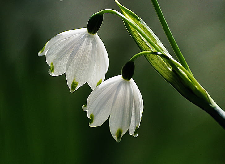 två vita blommor, par, snödroppar, vit, Galanthus nivalis, snödroppe, lökar, blommor, Sony DSLR-A300, Public Domain, Dedication, CC0, foton, HD tapet