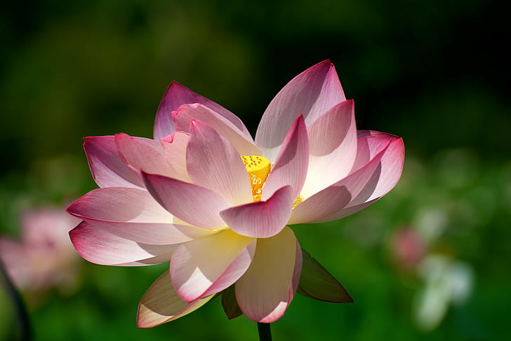 fleur de lotus rouge et blanche, fleur de lotus, fleur de lotus, fleur de lotus, lotus blanc, fleur de lotus, nature, lotus Nénuphar, nénuphar, plante, pétale, tête de fleur, fleur, été, rose Couleur, feuille, beauté Dans la nature,étang, Fond d'écran HD