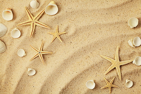 пясък, звезда, черупка, морски звезди, миди, HD тапет HD wallpaper