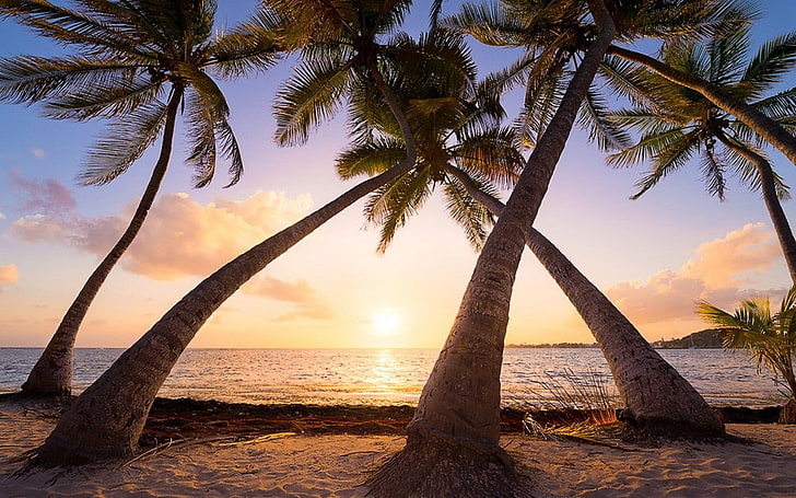 plaża, Karaiby, Gwadelupa, krajobraz, przyroda, palmy, piasek, morze, lato, wschód słońca, tropikalny, wakacje, Tapety HD