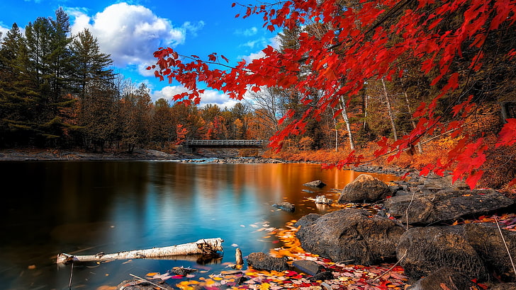 red leafed trees near body of water wallpaper, landscape, river, nature, trees, fall, bridge, forest, HD wallpaper