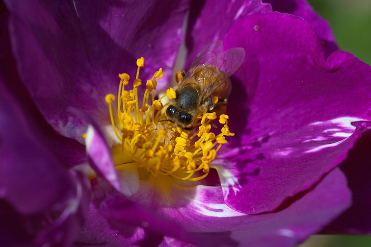 fiore viola, ape, fiore, impollinazione, Sfondo HD