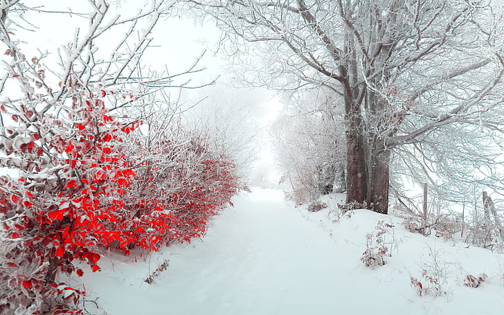 nature, beautiful, snow, christmas, tree, Landscape, winter, HD wallpaper