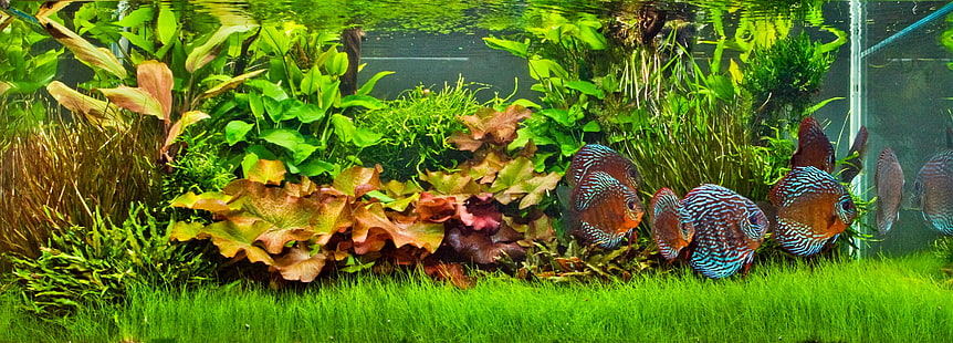 القرص والأسماك الاستوائية، خلفية HD HD wallpaper