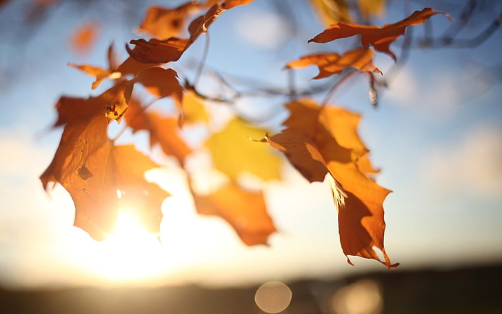brązowe liście klonu, brązowe liście drzew, fotografia selektywna ostrości, liście, jesień, światło słoneczne, zbliżenie, natura, rośliny, fotografia, głębia ostrości, Tapety HD