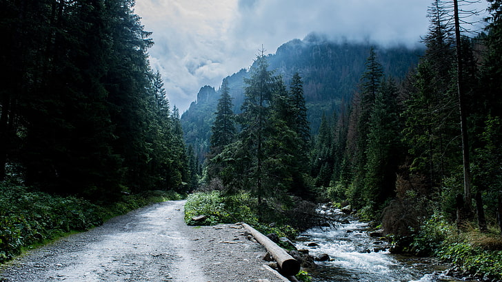 árboles verdes, montañas, montañas de Tatra, paisaje, bosque, río, camino, Fondo de pantalla HD