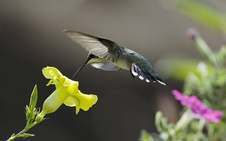 Close-up di uccelli, colibrì, fiori gialli, uccelli, colibrì, giallo, fiori, Sfondo HD