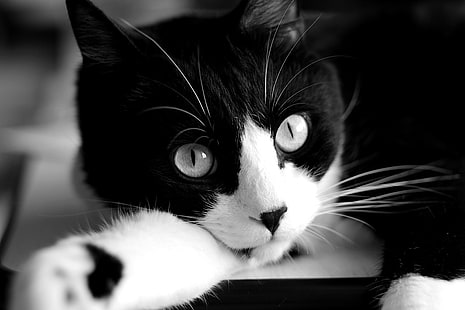 Котки, котка, черно и бяло, едър план, домашен любимец, HD тапет HD wallpaper