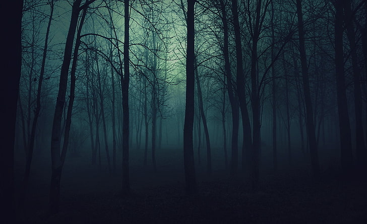 Dark Forest, ilustracja lasu, przyroda, lasy, ciemny, las, Tapety HD