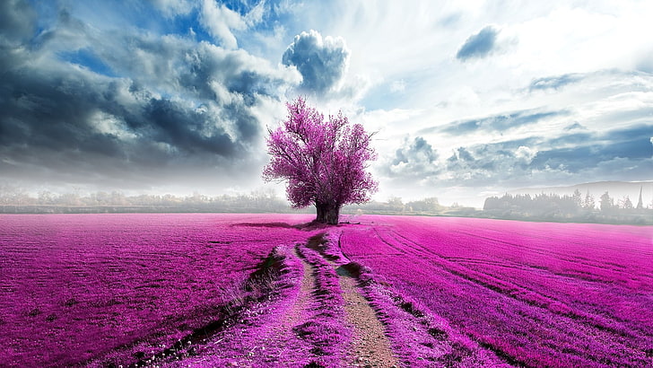 albero a foglie rosa, albero in mezzo a prato rosa, cielo, campo, nuvole, alberi, Sfondo HD